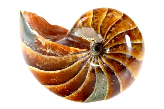 Brown Nautilus Fossil With Spiral Shell