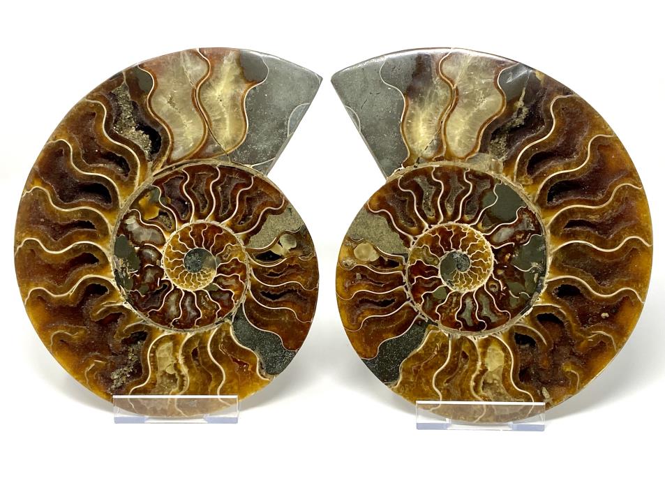 Ammonite Pairs For Sale: Cut Ammonite Halves