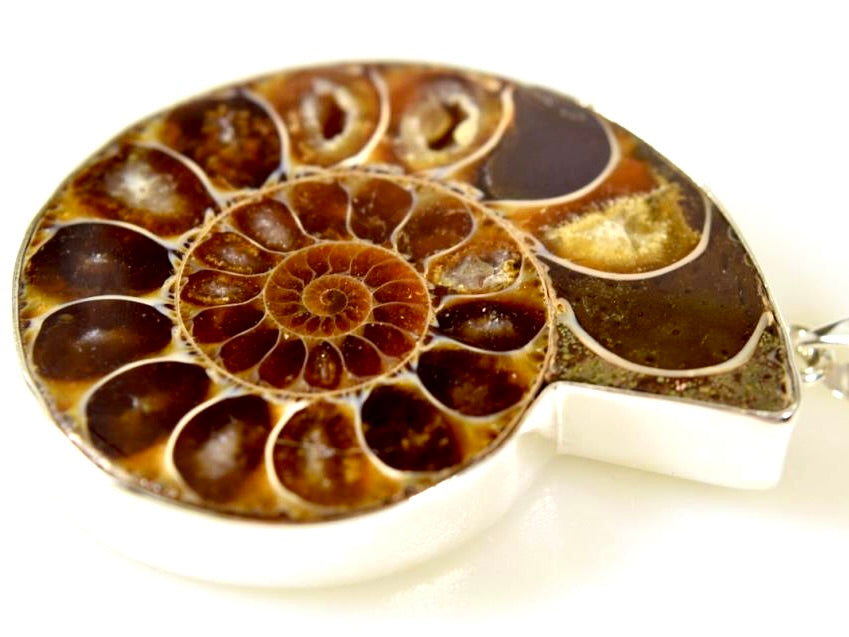 Ammonite Pendants For Sale: Large Silver-Set Cut Ammonite Halves