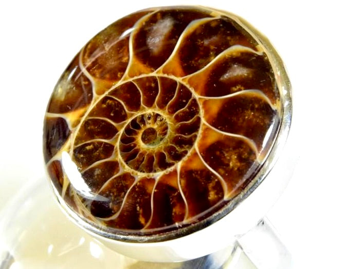 Ammonite Cabochon Rings For Sale