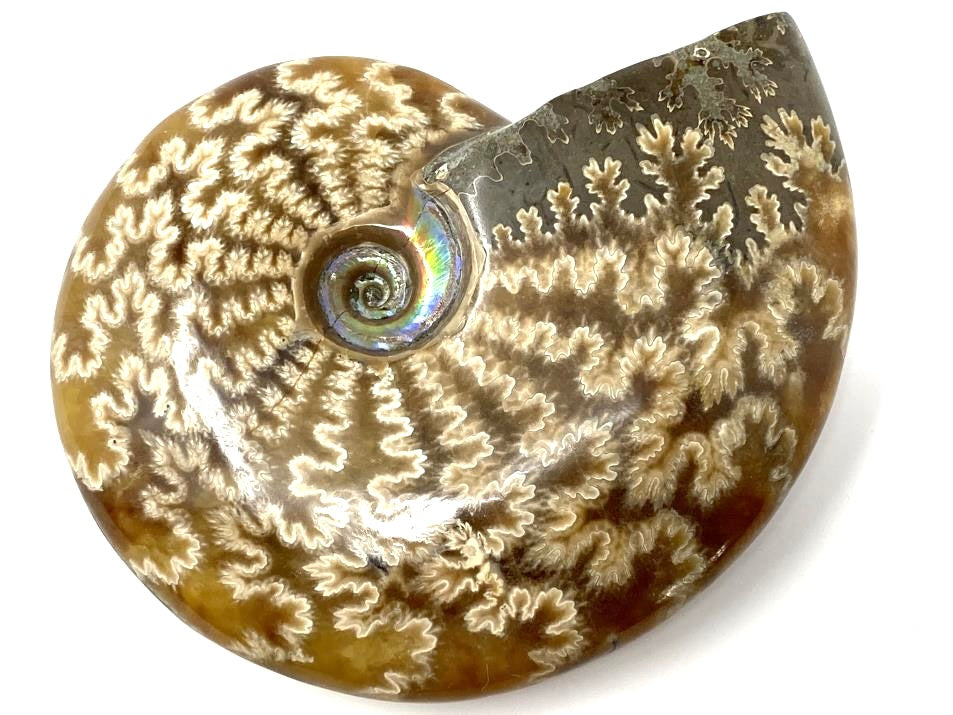 Ammonites For Sale