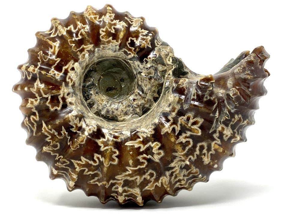 Ammonites Douvilleiceras