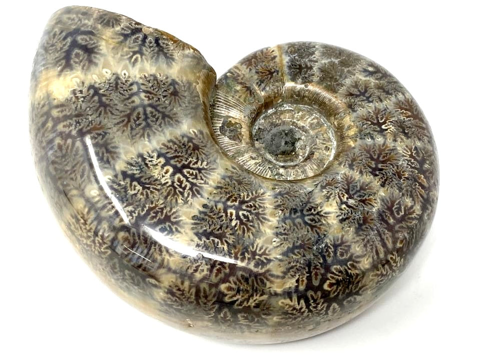 Ammonites Lytoceras