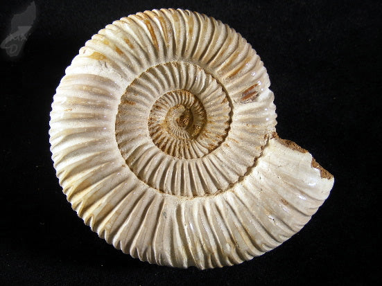 Ammonites Perisphinctes