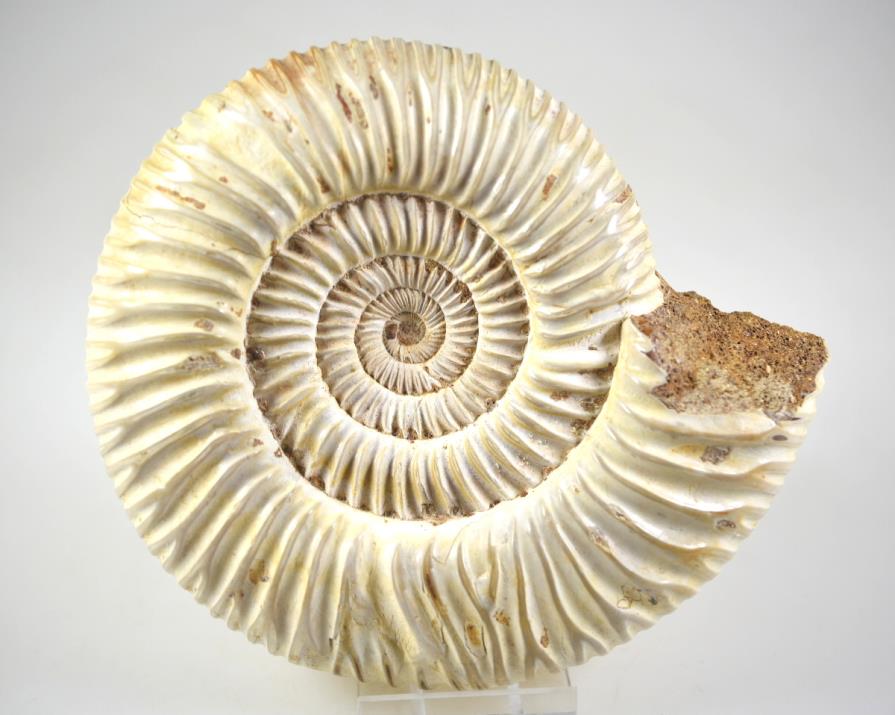 Natural Ammonite Fossils For Sale