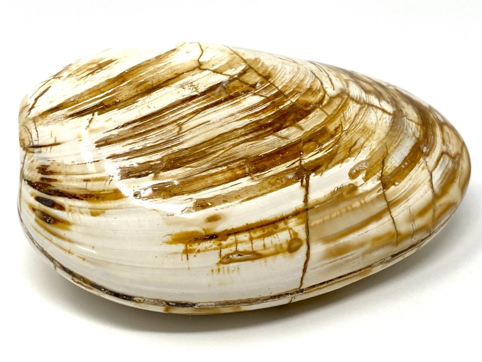 Bivalve Fossils For Sale (Bivalves)