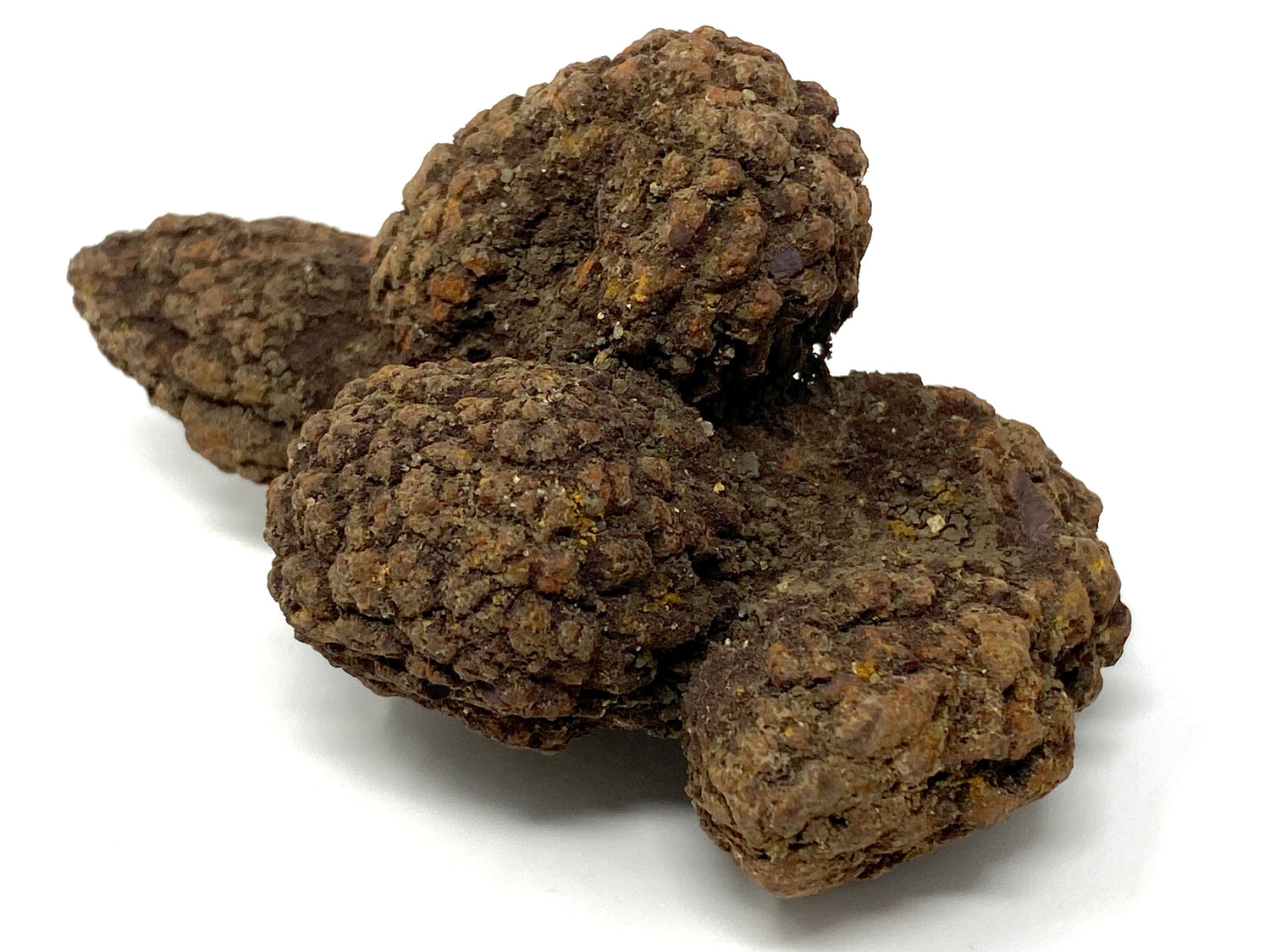 Coprolite Fossils For Sale (Coprolites)