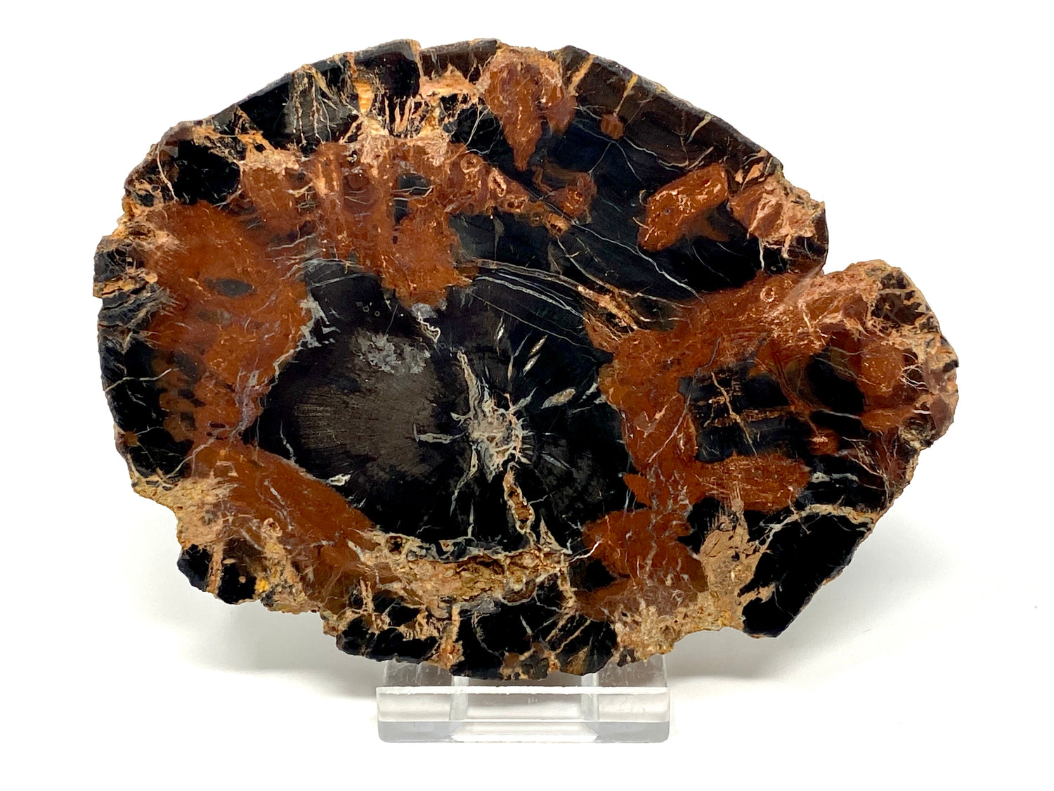 Fossilised Wood Slices For Sale (Petrified Wood Fossils)