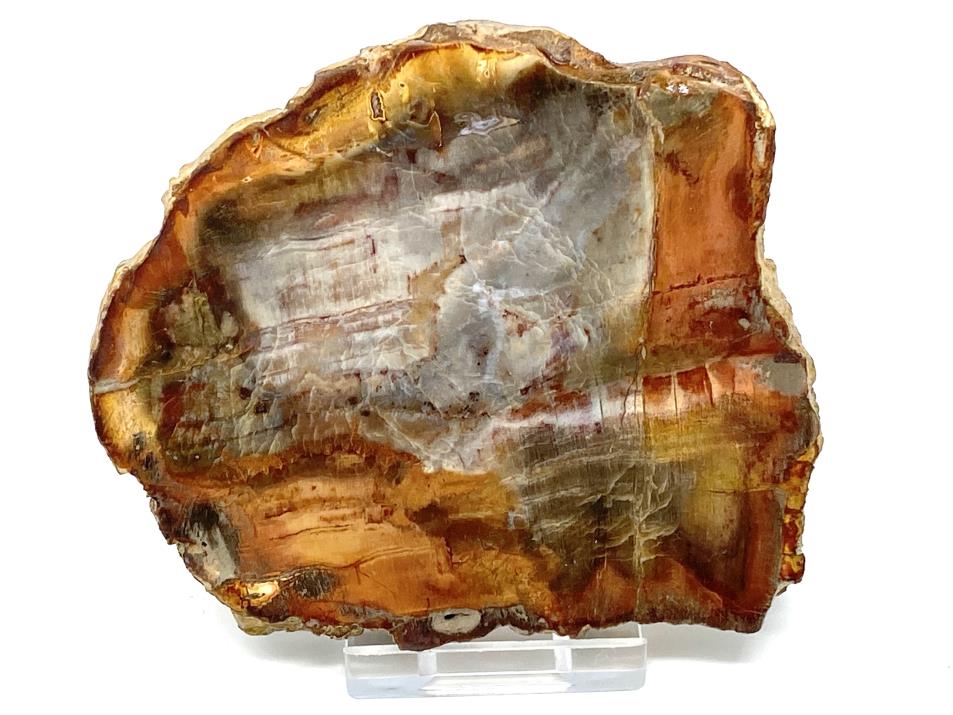 Fossilised Wood: Petrified Wood Fossils For Sale