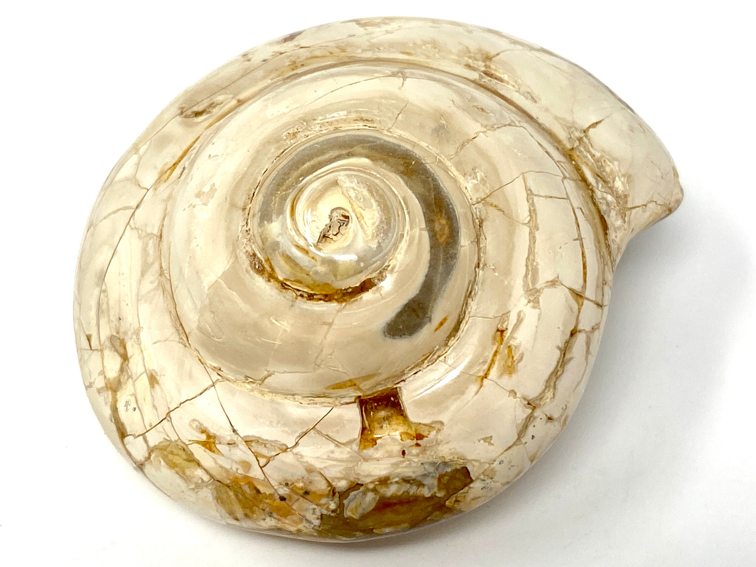 Polished Gastropod Fossils For Sale