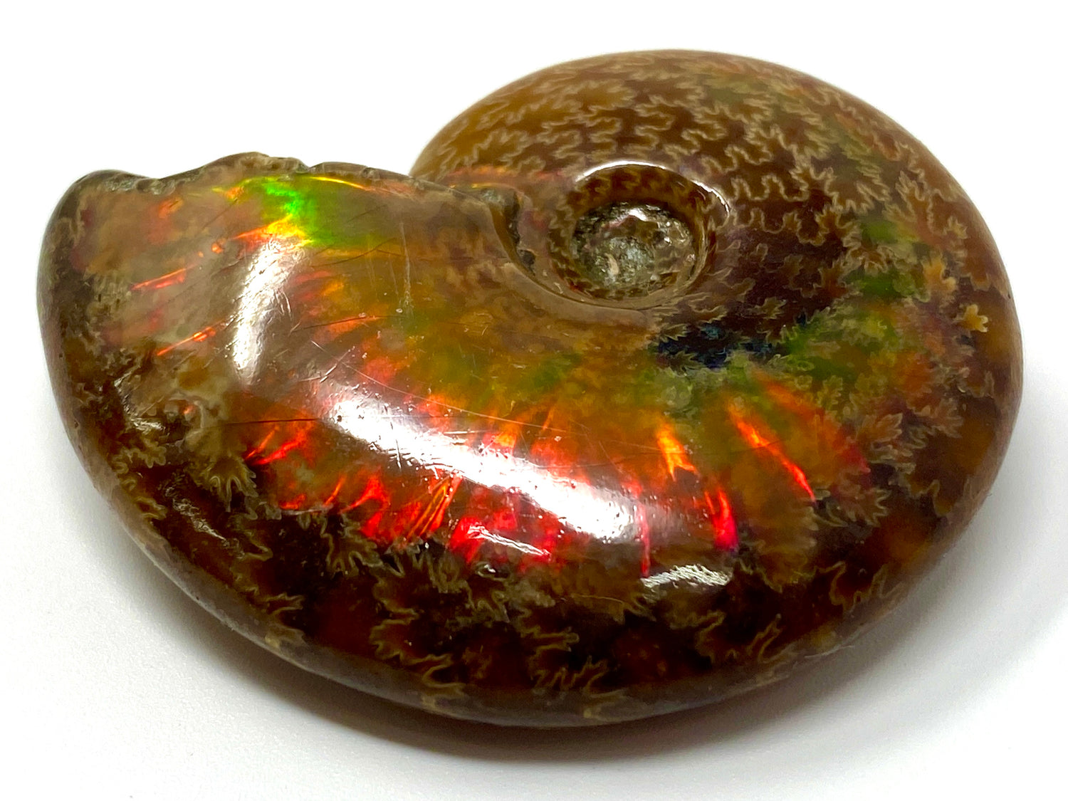 Iridescent Ammonite Fossils For Sale: Opalescent Ammonites