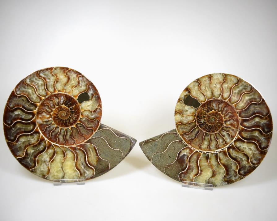 Ammonite Pair Large 17.8cm