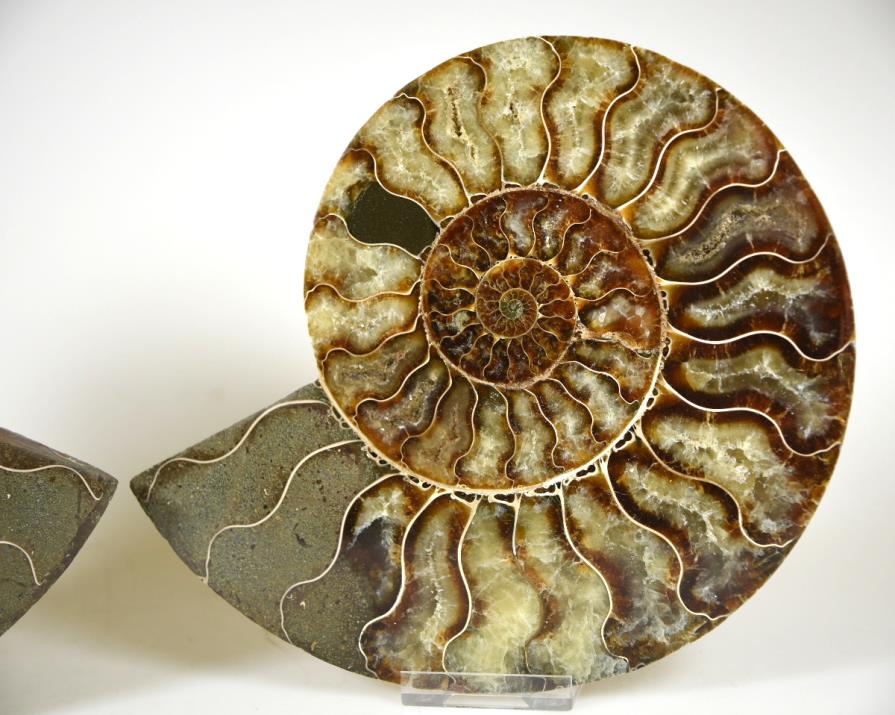 Ammonite Pair Large 17.8cm