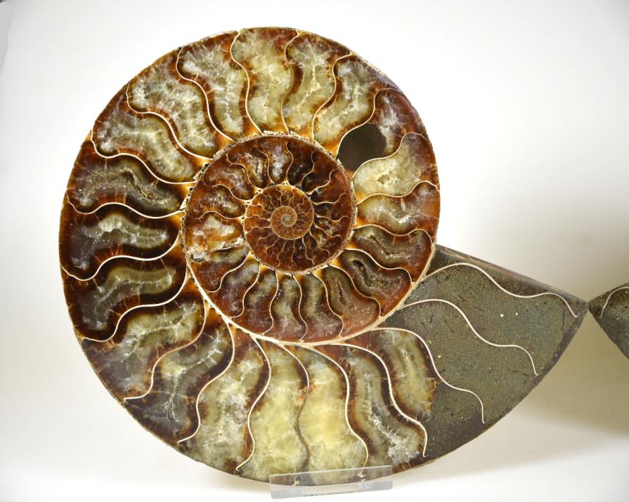 Ammonite Pair Large 17.8cm