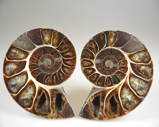 Ammonite Pair 8.1cm