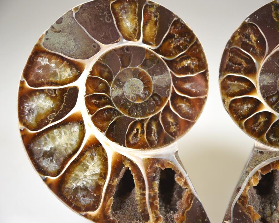 Ammonite Pair 8.1cm