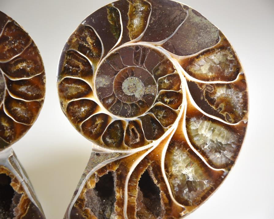 Ammonite Pair 8.1cm