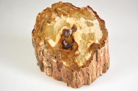 Fossil Wood Branch Bevel Cut Shape 9.2cm