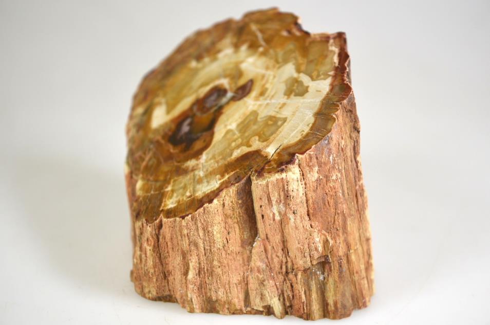 Fossil Wood Branch Bevel Cut Shape 9.2cm