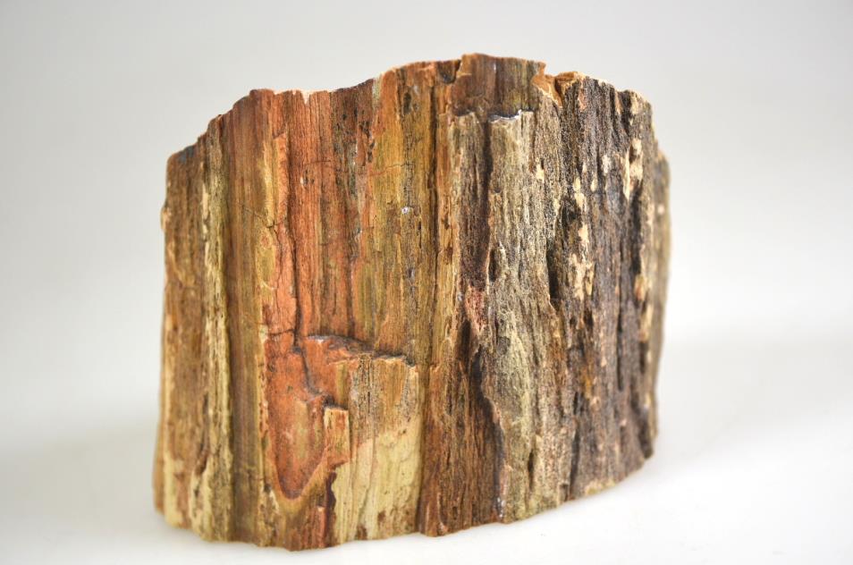 Fossil Wood Branch Bevel Cut Shape 9.2cm