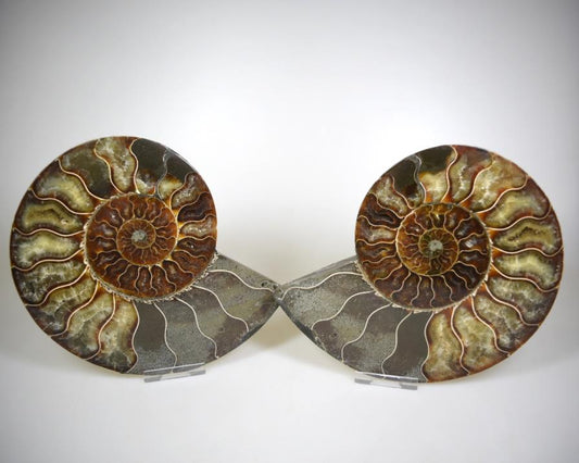 Ammonite Pair Large 18cm