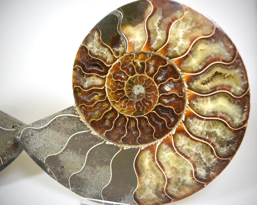 Ammonite Pair Large 18cm