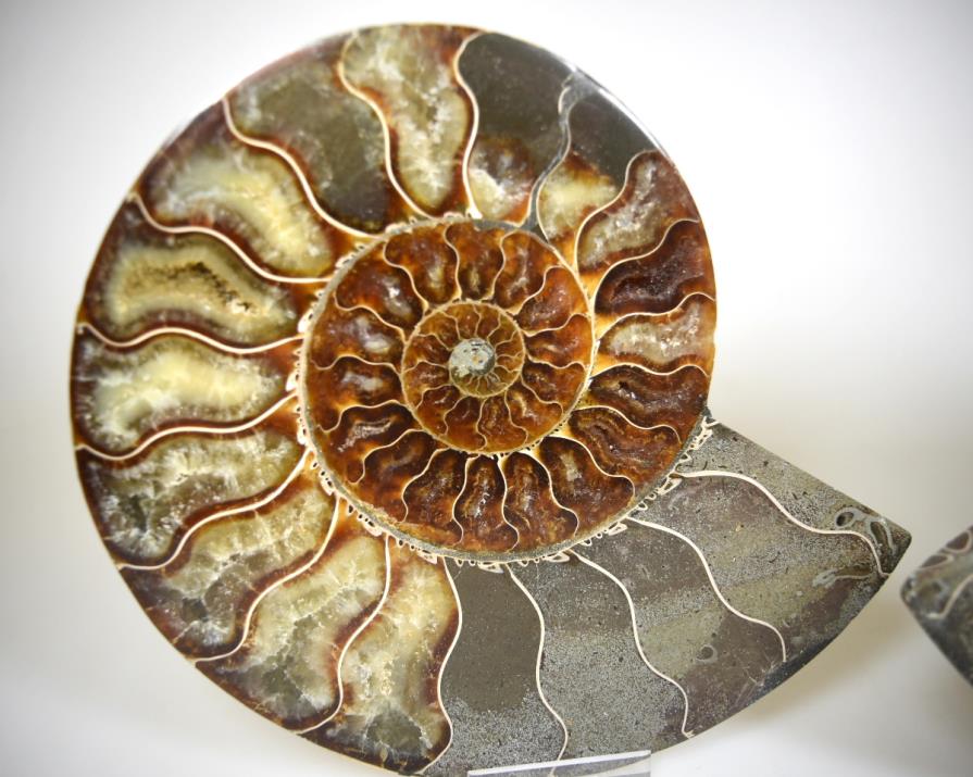 Ammonite Pair Large 18cm