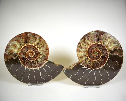 Ammonite Pair 16.9cm