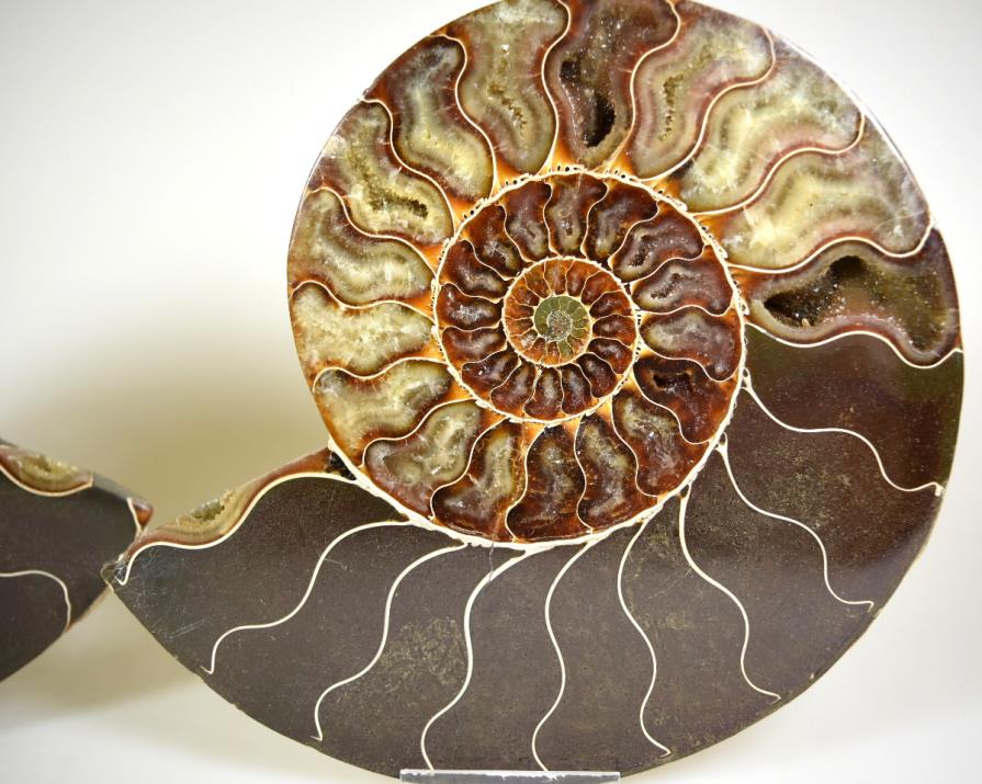 Ammonite Pair 16.9cm