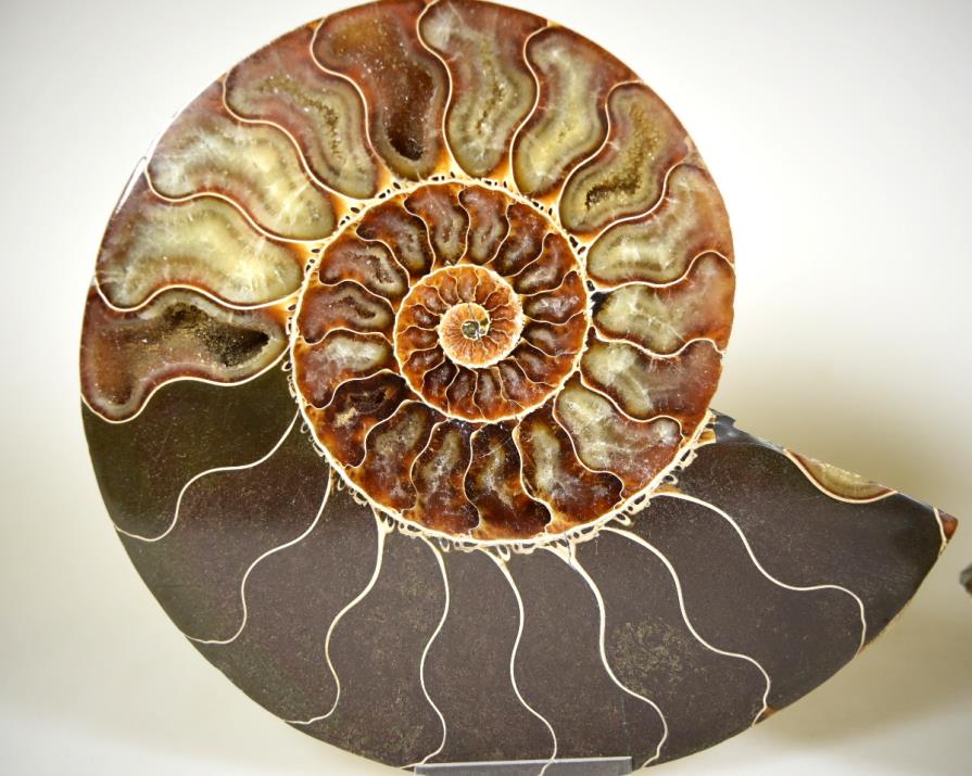 Ammonite Pair 16.9cm