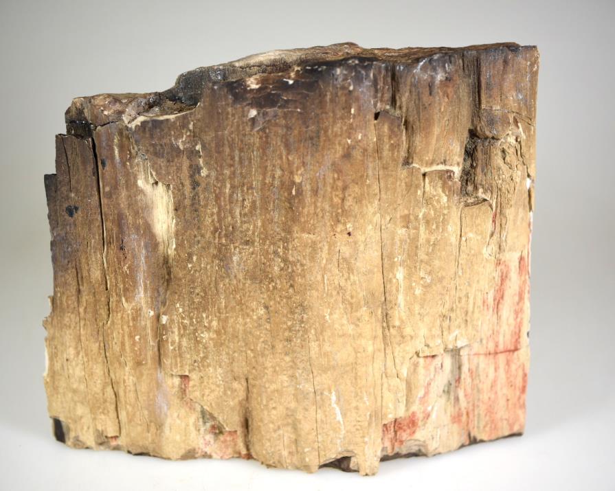 Fossilised Wood Freeshape 15cm