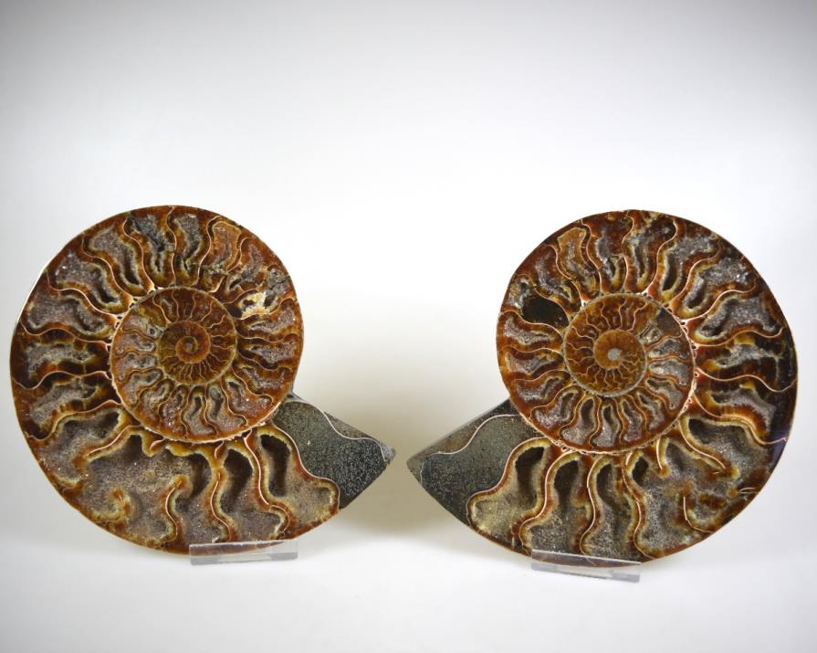 Ammonite Pair 15.4cm