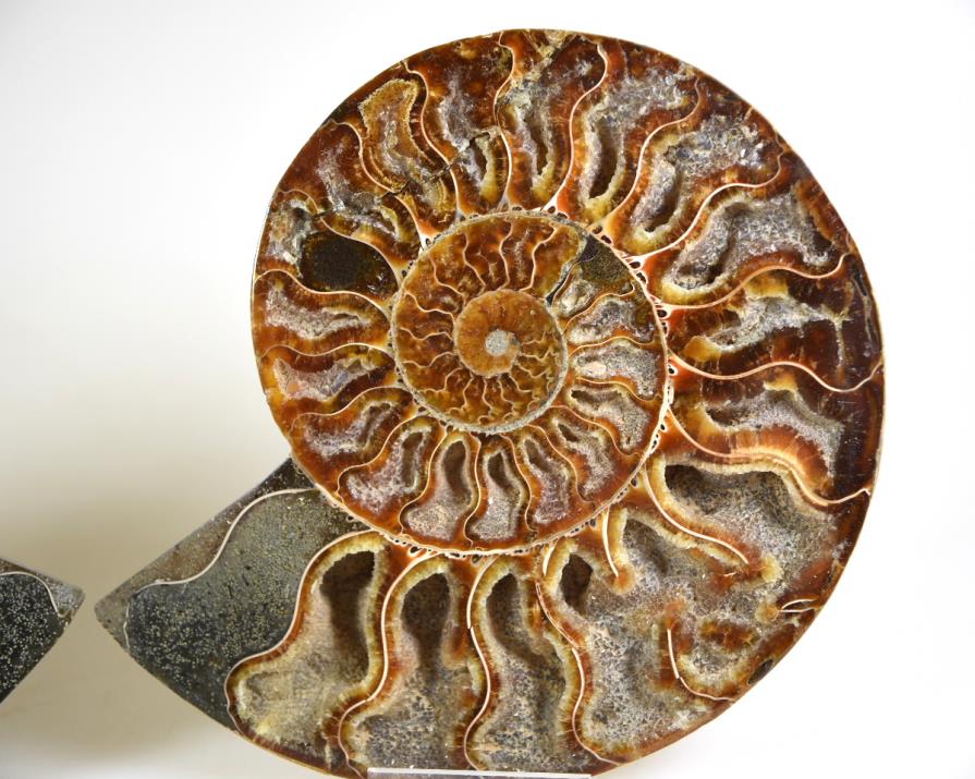 Ammonite Pair 15.4cm