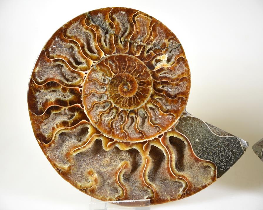 Ammonite Pair 15.4cm