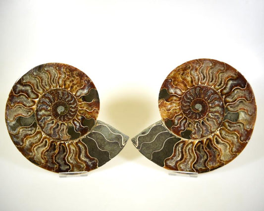 Ammonite Pair Large 18.1cm