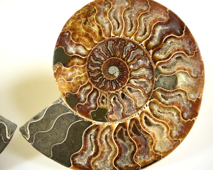 Ammonite Pair Large 18.1cm