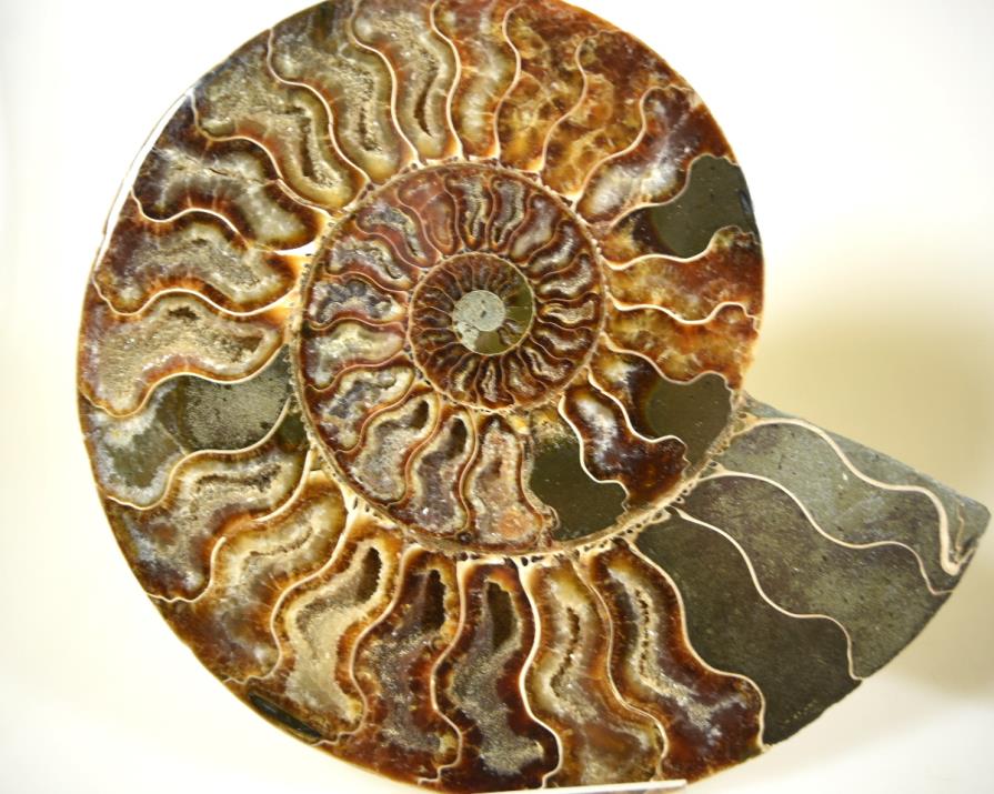 Ammonite Pair Large 18.1cm