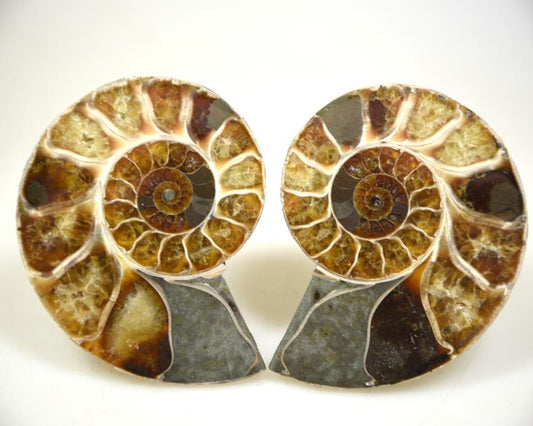 Ammonite Pair 8.7cm