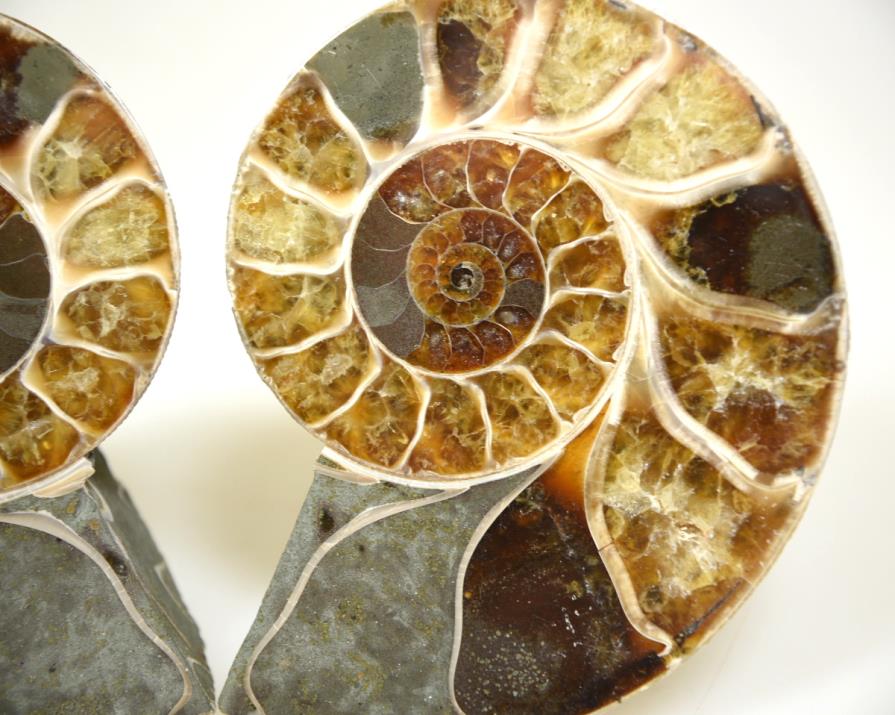 Ammonite Pair 8.7cm