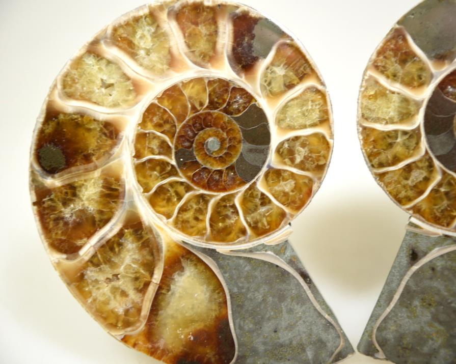 Ammonite Pair 8.7cm