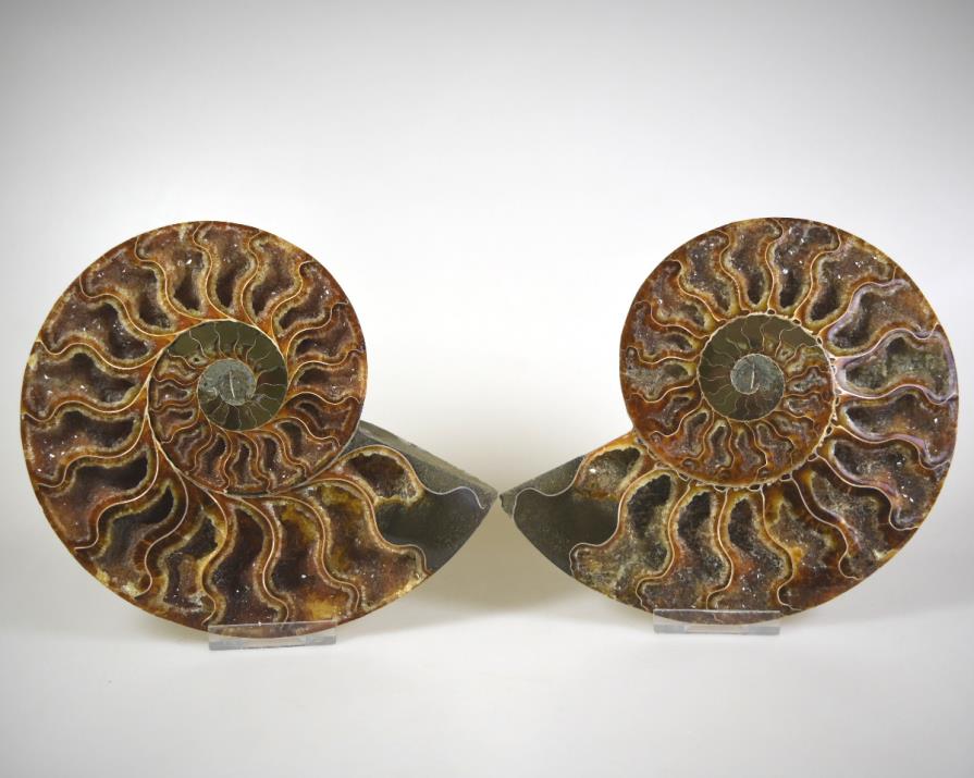 Ammonite Pair 15.7cm