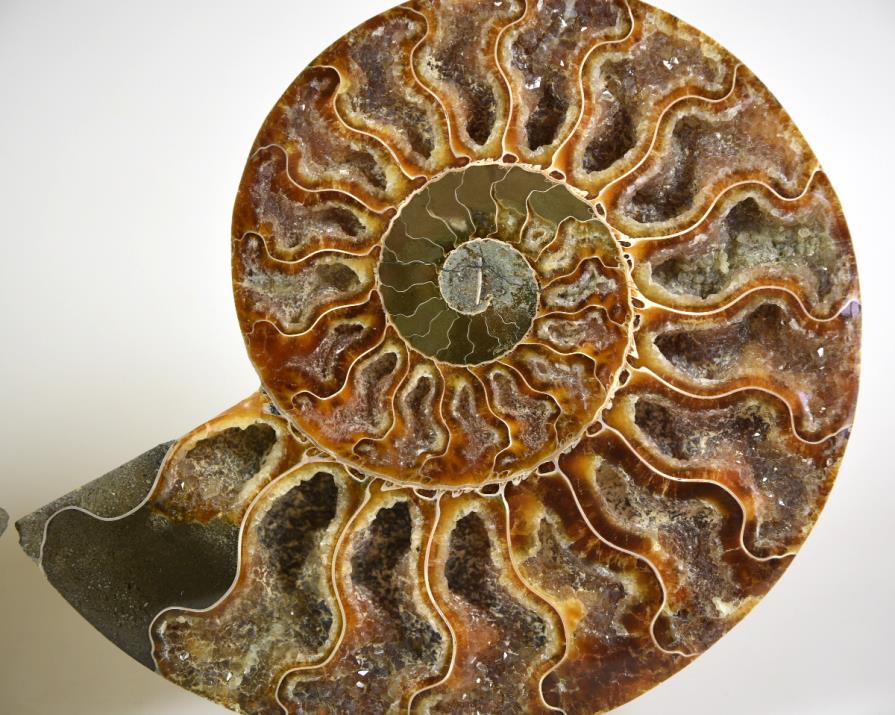 Ammonite Pair 15.7cm