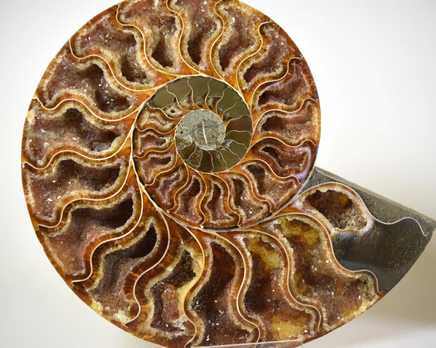 Ammonite Pair 15.7cm