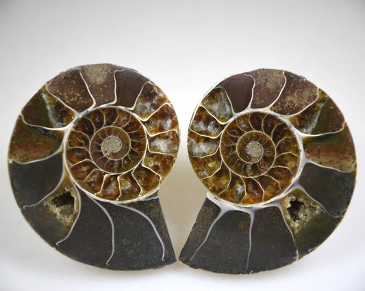 Ammonite Pair 6.6cm