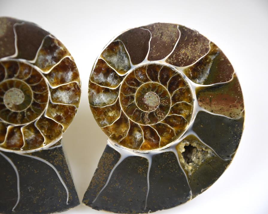 Ammonite Pair 6.6cm