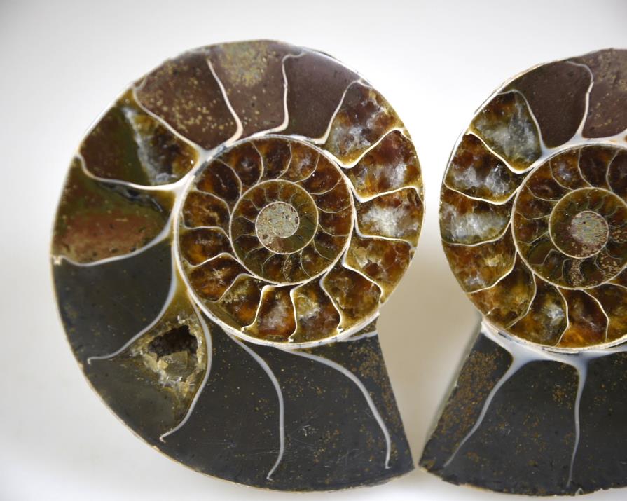 Ammonite Pair 6.6cm