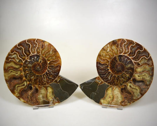 Ammonite Pair 15.5cm