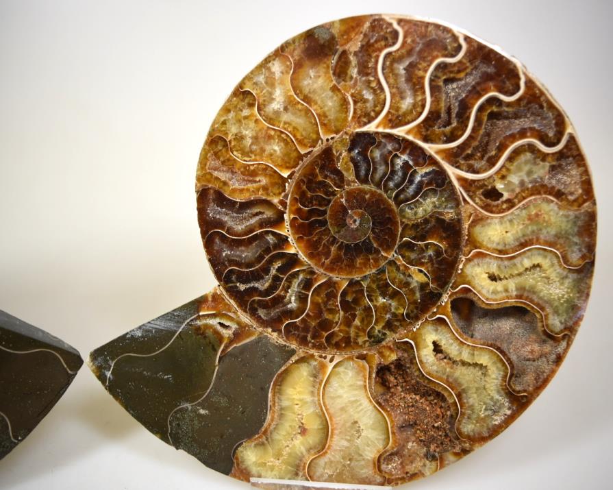 Ammonite Pair 15.5cm