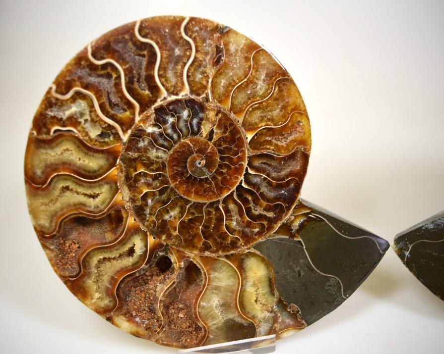 Ammonite Pair 15.5cm