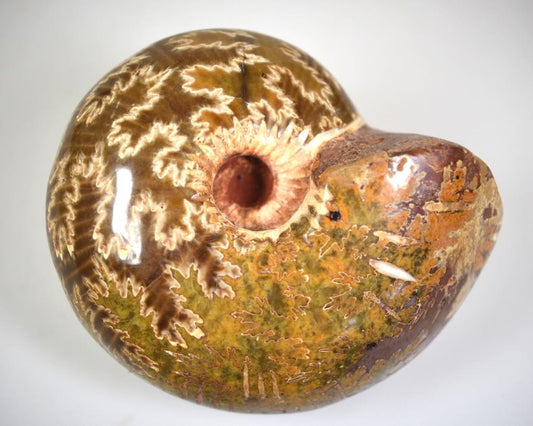 Ammonite Macrocephalites Polished Large 10.7cm